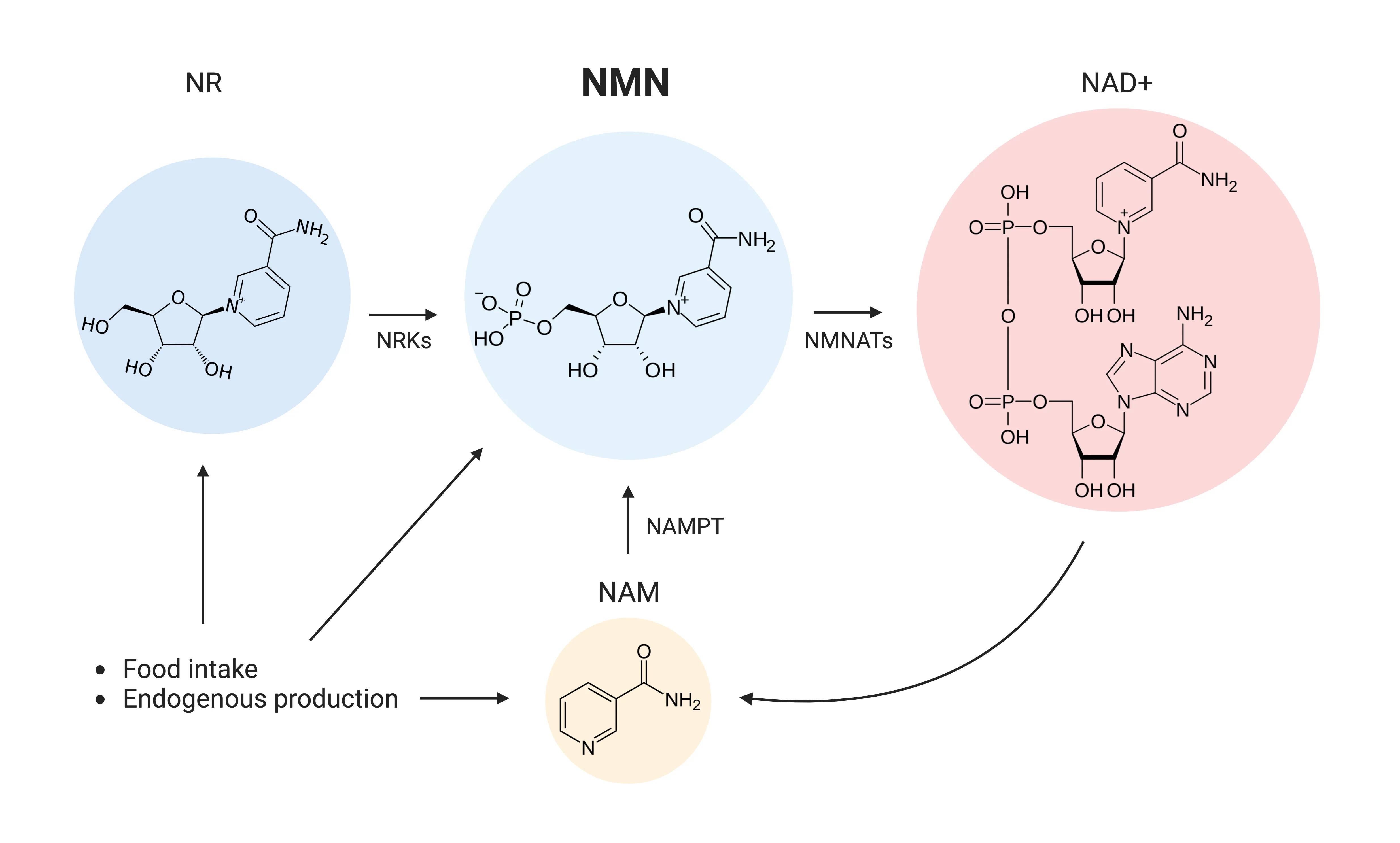 NMN to NAD+ Metabolic Pathway